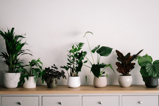 Sådan vælger du den bedste plante for dig